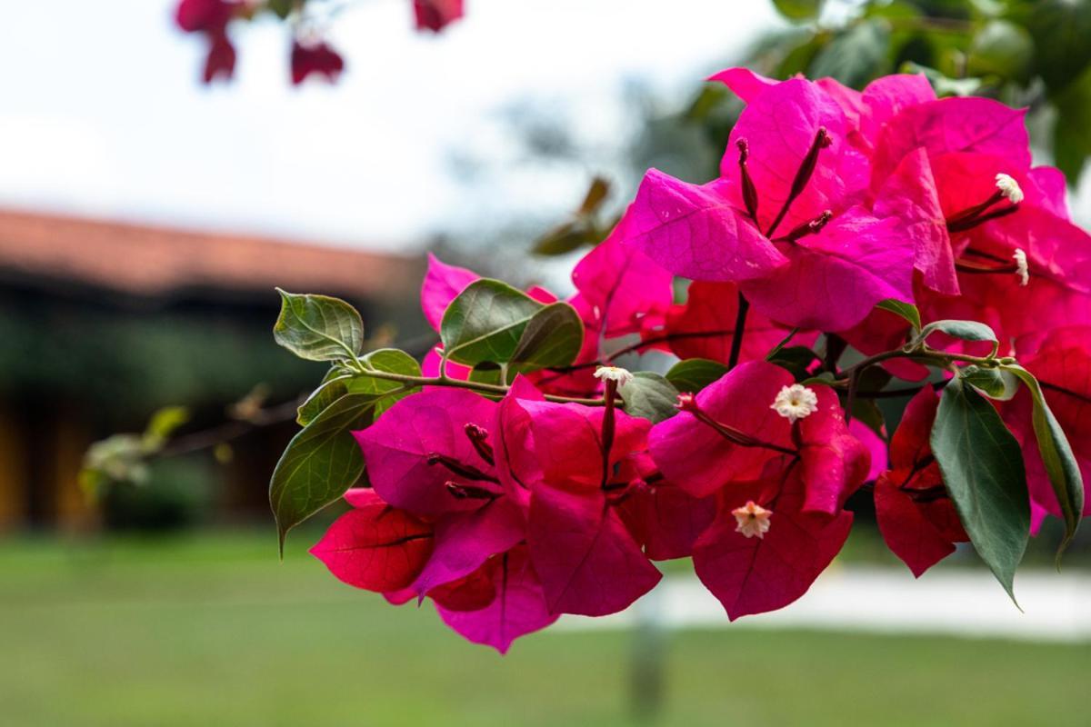 Fazenda Hotel Candeal Conceicao de Jacuipe Exterior photo